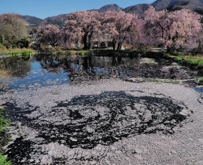 桜の写真