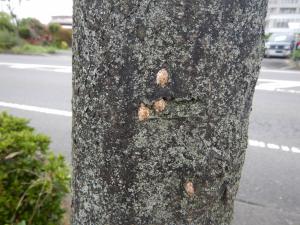 産卵痕の画像