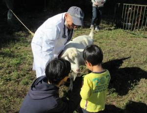 酪農肉牛コースのヤギとのふれあい体験の画像