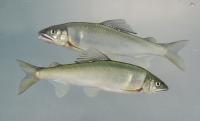 県の魚・あゆの画像