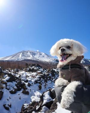 ぐんまペット旅第2位の写真