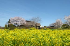 桜と菜の花