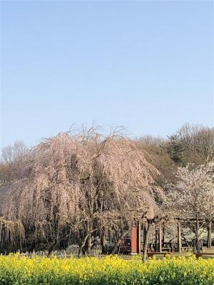 しだれ桜