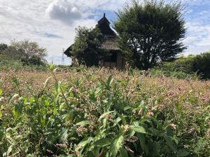 藍の花