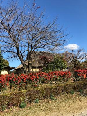 ピラカンサ