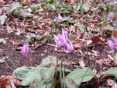 カタクリの花