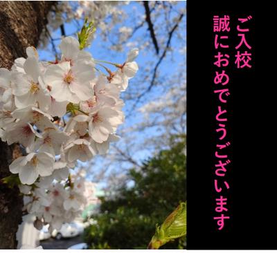 桜1
