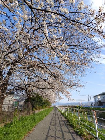 桜2