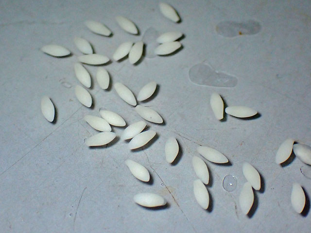 ヤリタナゴの卵の写真