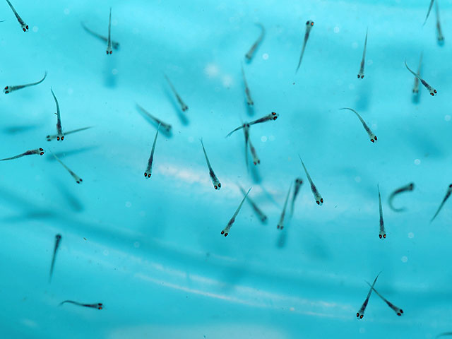 ヤリタナゴ稚魚たちの写真