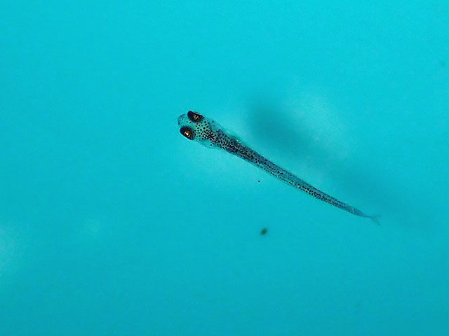 ヤリタナゴ稚魚のアップの写真