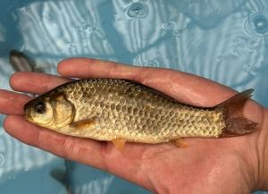 キンブナ_メスの写真