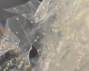 魚巣_キンブナ卵の写真