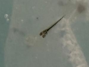 キンブナ_ふ化仔魚の写真
