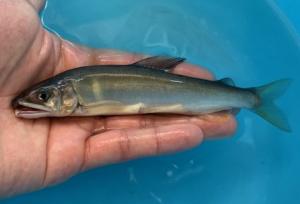 冷水病耐性アユ-江戸川系バージョン2の写真