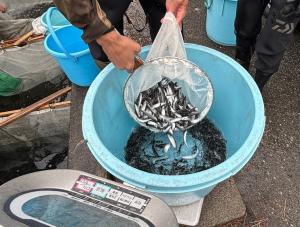 出荷準備-アユの計量の写真