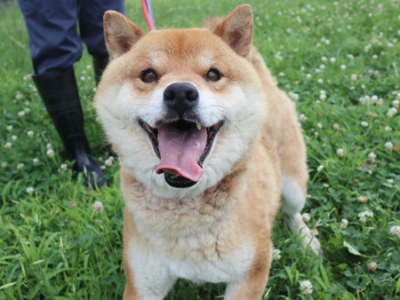 きのすけの画像