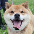 きのすけの顔の画像