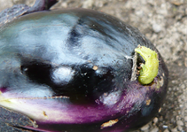 ナス果実に食入する オオタバコガ幼虫の画像
