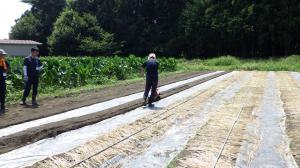 ニンジン播種の様子写真