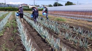 ネギ追肥の様子写真