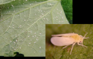 タバココナジラミ成虫の写真