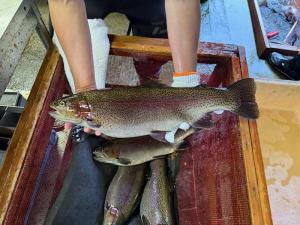 ギンヒカリのメスを手に持っている様子の写真