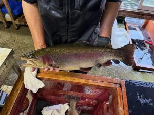 ギンヒカリのオスを手に持っている様子写真