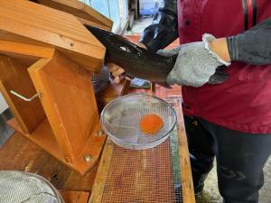 ギンヒカリのメスから卵を採っている様子写真