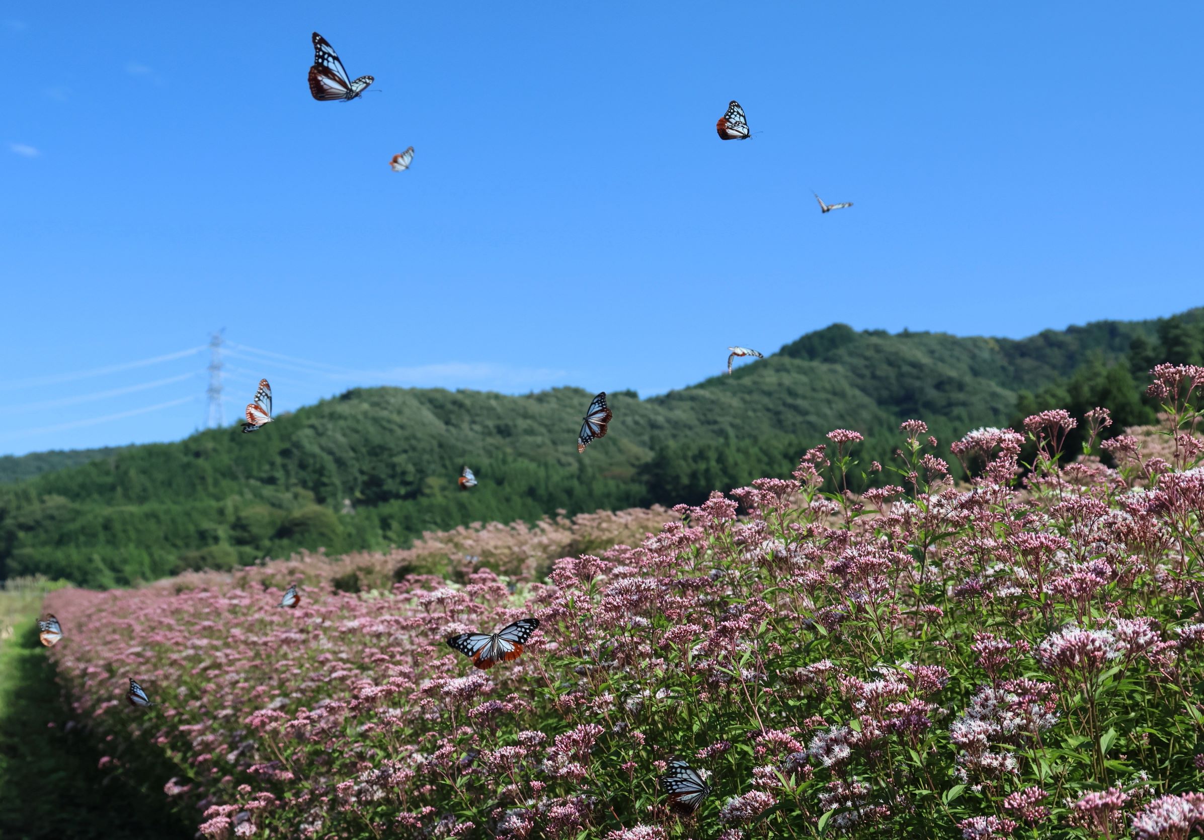 第57回(令和6年度)群馬県観光物産国際協会理事長賞の作品写真