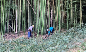 竹林整備の様子写真