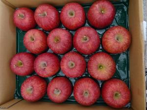 知事賞受賞のふじの写真