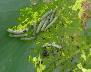 ハスモンヨトウの幼虫の画像