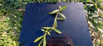 ナガエツルノゲイトウ(館林市提供)の写真