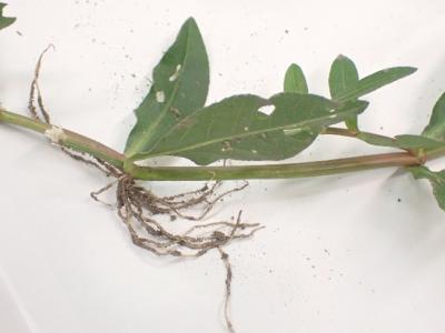 ナガエツルノゲイトウ(節から発根)