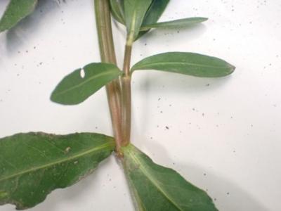 ナガエツルノゲイトウ(対に展開)