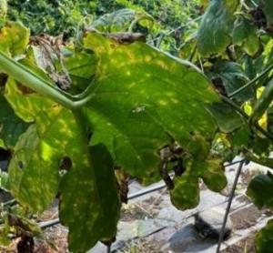 葉の斑点症状の画像