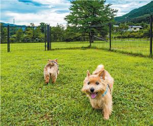 道の駅あがつま峡と犬の写真