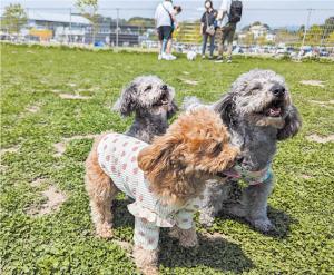 道の駅まえばし赤城と犬の写真
