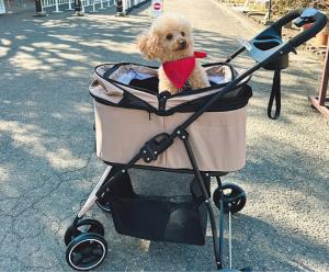 富岡製糸場と犬の写真