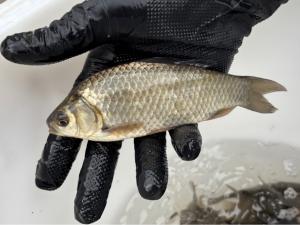 ギンブナの写真