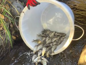 放流している様子の写真