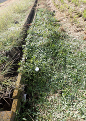 発生した畦畔の様子の写真