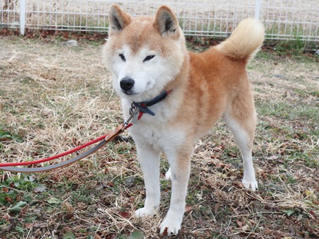 福禄寿からだの画像