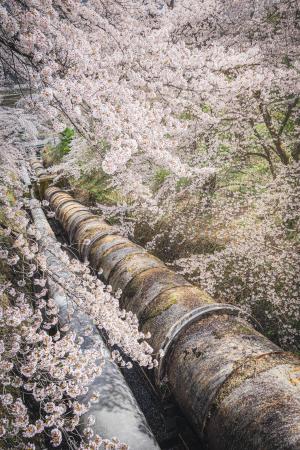 群馬県観光物産国際協会理事長賞「桜舞う鉄管」の写真