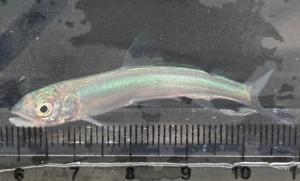 新冷水病高度耐性アユ　江戸川系ver.3の育成種苗サイズの写真