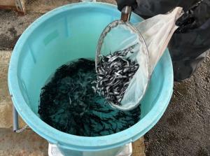 出荷アユ計量中の写真