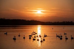 5位,kaeeru13,多々良沼（館林市）の写真