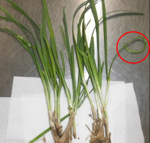 ニラの葉の湾曲症状(赤丸部分)の写真
