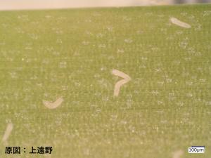 ニラの葉に寄生するニラフシダニ (提供:法政大学 植物医科学研究センター)の写真